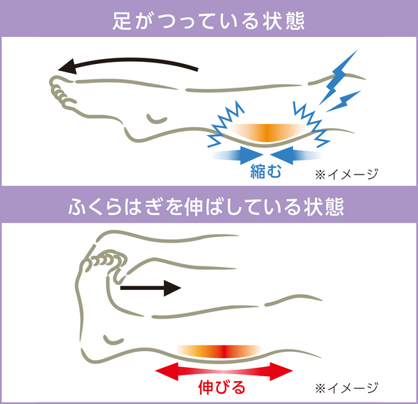 ふくらはぎサポーター　アシツラーヌ